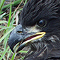 Graphic of an Eagle Perched On A Tree Thumbnail Image