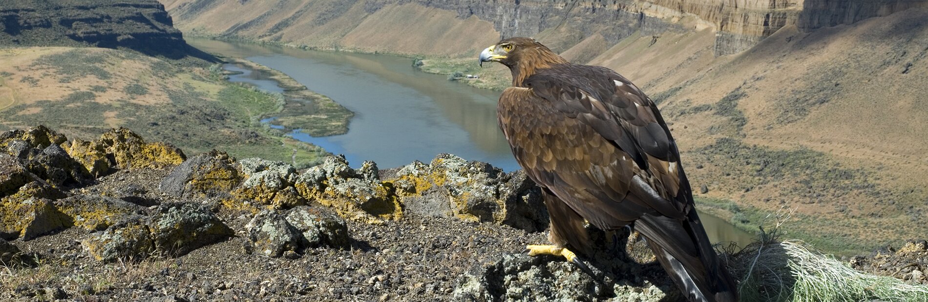 Golden Eagle - Aldis Garsvo Golden Eagle Perched On Cliff